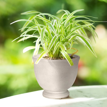 Msi Indoor/Outdoor Urn Planter, 8''Dx7''H, Light Gray Concrete Finish, 4PK Zor-LSC-PLNTR-0002